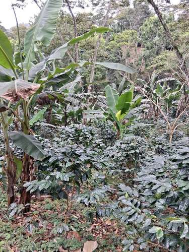 ¡SE VENDE FINCA CAFETALERA EN MURRA, NUEVA SEGOVIA - Imagen 6