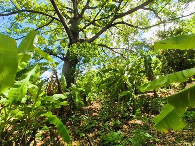 LL - Se Vende Terreno en San Isidro de la Cruz Verde - Imagen 14