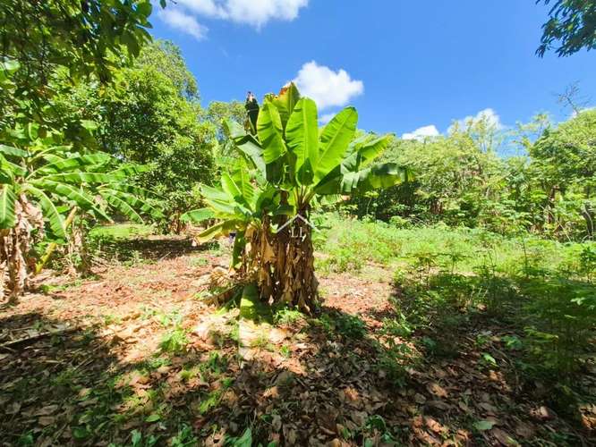 LL - Se Vende Terreno en San Isidro de la Cruz Verde - Imagen 9