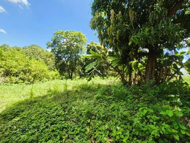 LL - Se Vende Terreno en San Isidro de la Cruz Verde - Imagen 5