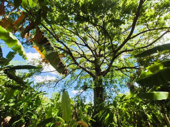 LL - Se Vende Terreno en San Isidro de la Cruz Verde - Imagen 13