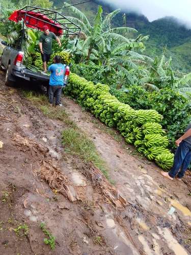 SE VENDE FINCA AGRÍCOLA EN ABISINIA, LA PAVONA - Imagen 7
