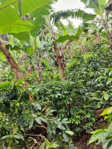 SE VENDE FINCA AGRÍCOLA EN ABISINIA, LA PAVONA