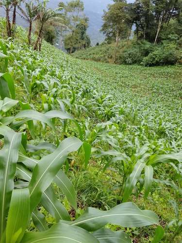 SE VENDE FINCA AGRÍCOLA EN ABISINIA, LA PAVONA - Imagen 3