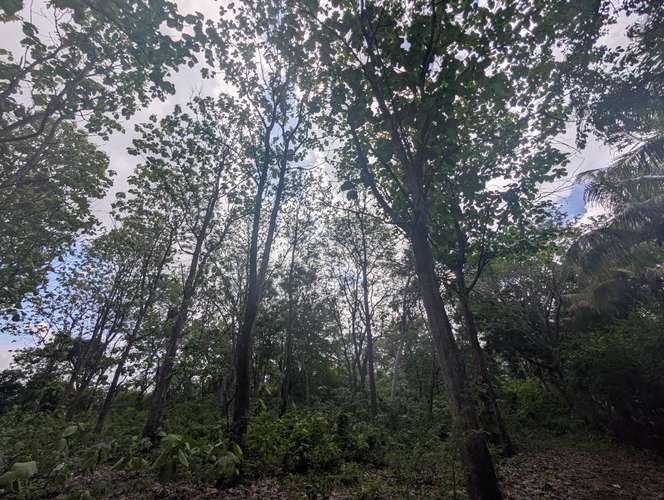 Venta de Finca en Veracruz  - Imagen 15