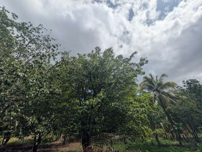 Venta de Finca en Veracruz  - Imagen 13