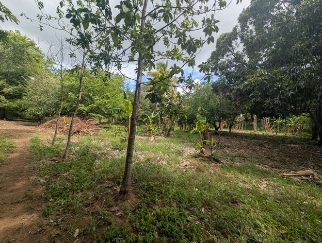 Venta de Finca en Veracruz  - Imagen 5