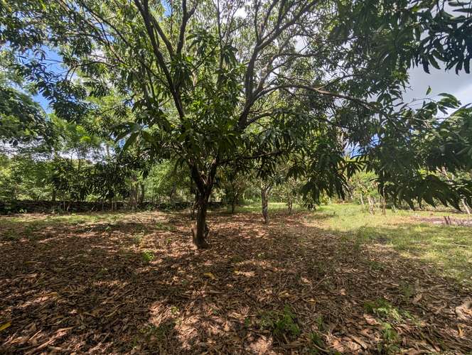 Venta de Finca en Veracruz  - Imagen 7