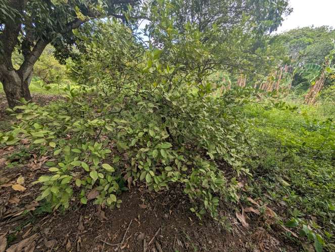 Venta de Finca en Veracruz  - Imagen 10