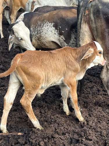Vaca y su cría 
