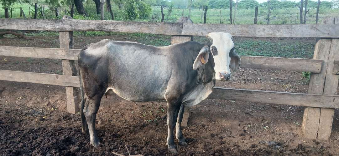 Vaca y su cría  - Imagen 2