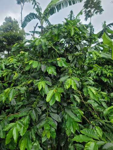 Finca productiva de café y ganado con amplios pastos en Jinotega - Imagen 5