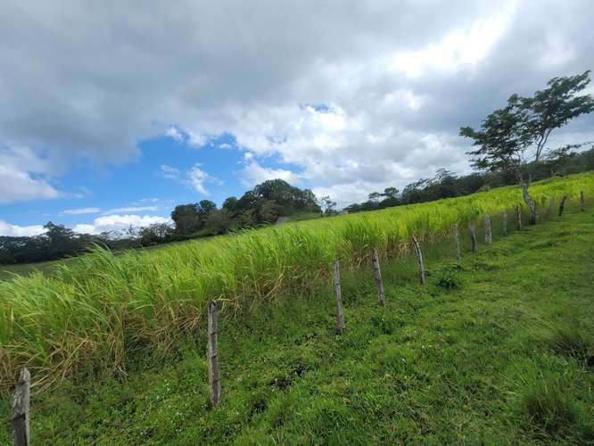 Finca productiva de café y ganado con amplios pastos en Jinotega - Imagen 4