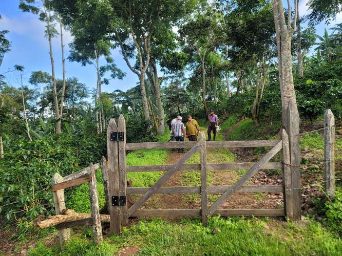 Finca productiva de café y ganado con amplios pastos en Jinotega - Imagen 8