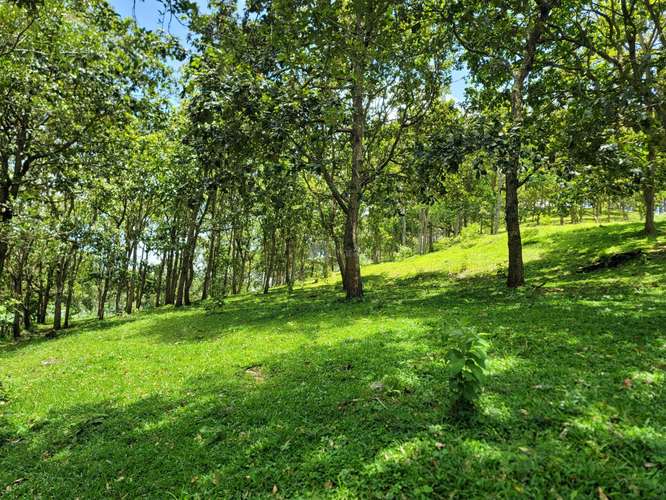 Finca productiva de café y ganado con amplios pastos en Jinotega - Imagen 2