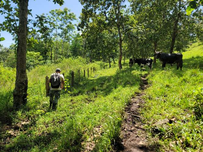 Finca productiva de café y ganado con amplios pastos en Jinotega - Imagen 7