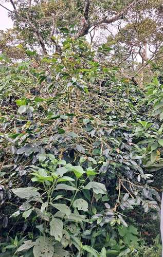 FINCA CAFETALERA EN VENTA EN MACUELIZO-  NUEVA SEGOVIA  - Imagen 5