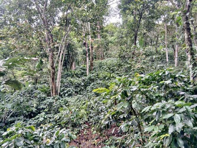 FINCA CAFETALERA EN VENTA EN MACUELIZO-  NUEVA SEGOVIA 