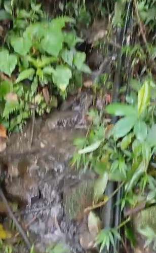 FINCA CAFETALERA EN VENTA EN MACUELIZO-  NUEVA SEGOVIA  - Imagen 4
