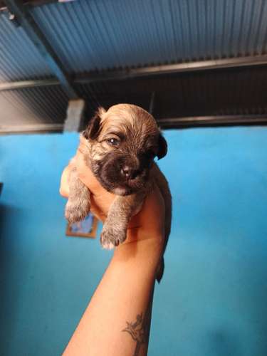 Lindos cachorros Terrier Maltés  - Imagen 3