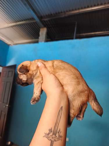 Lindos cachorros Terrier Maltés  - Imagen 4