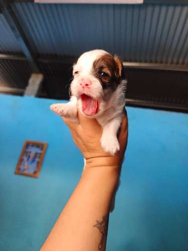 Lindos cachorros Terrier Maltés  - Imagen 5