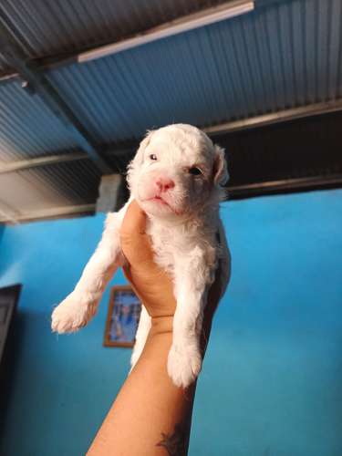 Lindos cachorros Terrier Maltés  - Imagen 7
