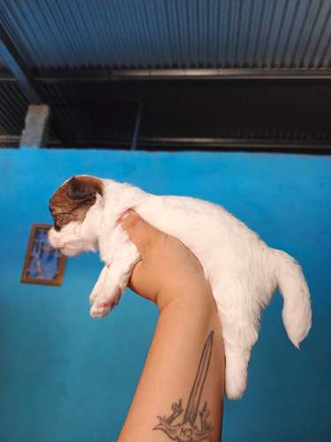 Lindos cachorros Terrier Maltés  - Imagen 6