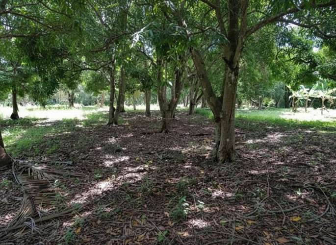 Sale of land reduced in El Higo San Carlos