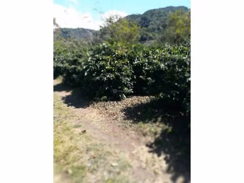 Finca Cafetalera, Tierras Altas, 103 hectáreas