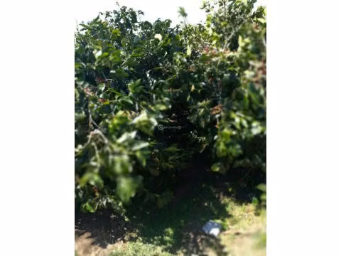 Finca Cafetalera, Tierras Altas, 103 hectáreas