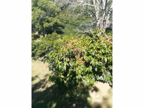 Finca Cafetalera, Tierras Altas, 103 hectáreas