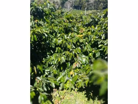 Finca Cafetalera, Tierras Altas, 103 hectáreas