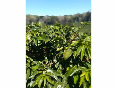Finca Cafetalera, Tierras Altas, 103 hectáreas
