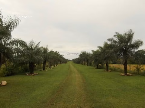 Finca Pedasí, Destiladeros, 200 hectáreas, para desarrollo turístico