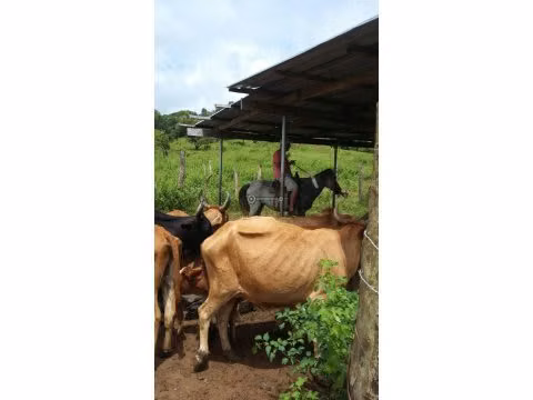 Finca en Tanara, 25 hectáreas