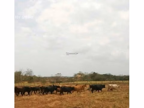 Finca en Tanara, 25 hectáreas
