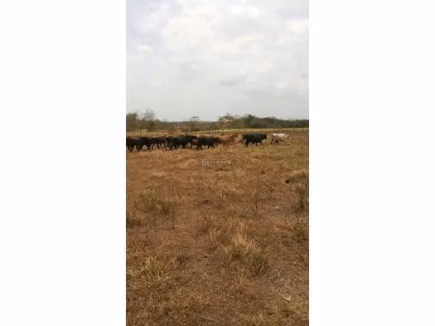 Finca en Tanara, 25 hectáreas