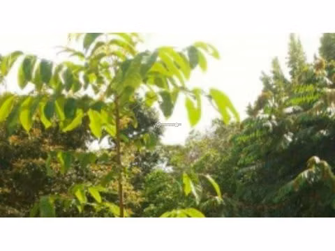 Finca en Tanara, 25 hectáreas