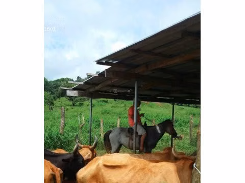 Finca en Tanara, 25 hectáreas