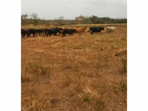 Finca en Tanara, 25 hectáreas