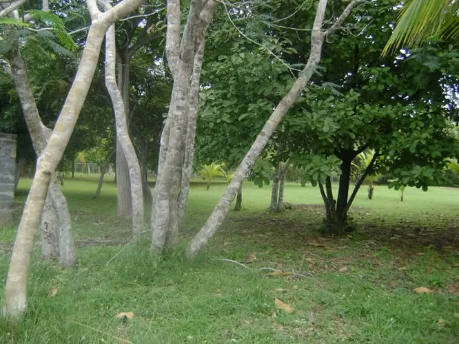 Terreno en Río Mar, San Carlos, 5,000m2