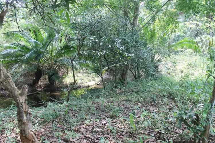Terreno en Venta en Chilibre