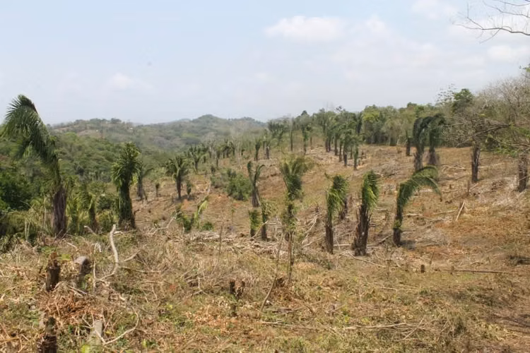 Terreno en Venta en Chilibre