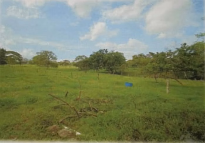 Finca Chiriquí, Boquerón, producción lechera de 175 hectáreas