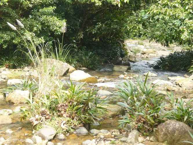 VENDO TERRENO 41 HECTAREAS EN CHEPO GANGA REBAJADONEGOCIABLE