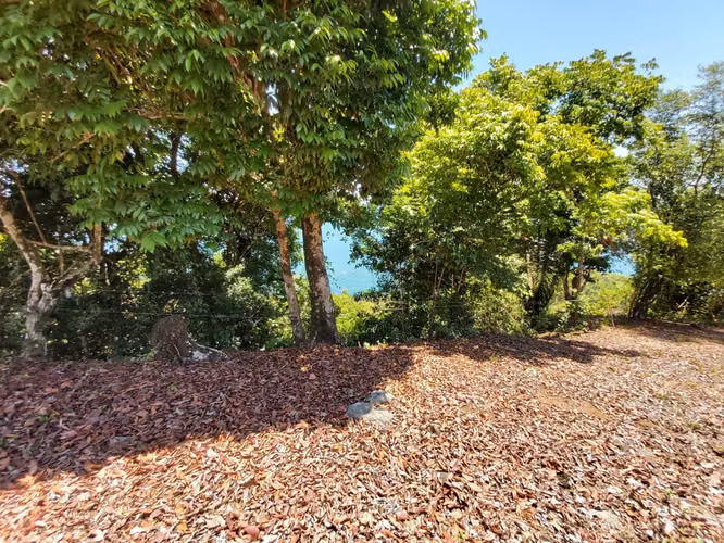 SPECIAL OFFER, BEACH LOT IN PACIFIC OF CHIRIQUI WE ACCEPT TRADE - Imagen 5