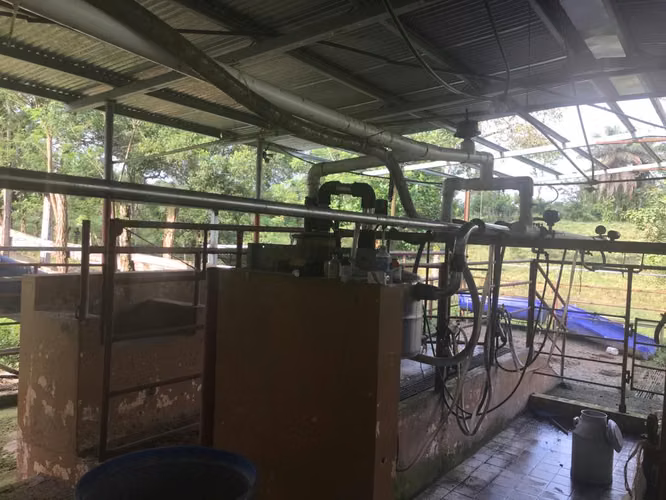 Lecherías en Chiriquí, entre 25 y 170 hectáreas