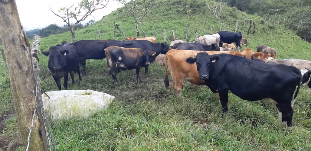 Lecherías en Chiriquí, entre 25 y 170 hectáreas