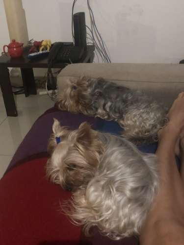 Guardería de mascotas